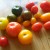 Any variety of tomato can be harvested for seed saving.