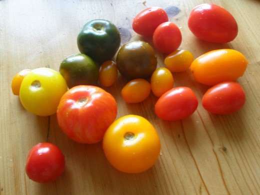 Any variety of tomato can be harvested for seed saving.