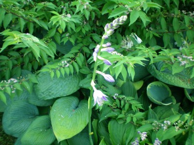 Hostas and blue beauty berry bushes compete for attention in my garden.