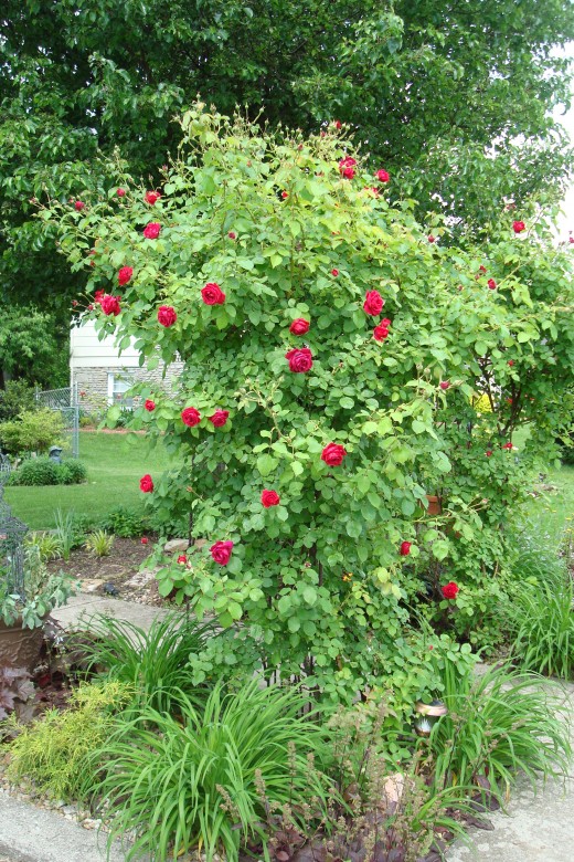 Climbing roses need a good support in order to show off their blooms properly