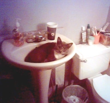 Our Bootsie demonstrates the feline-approved use for bathroom sinks.