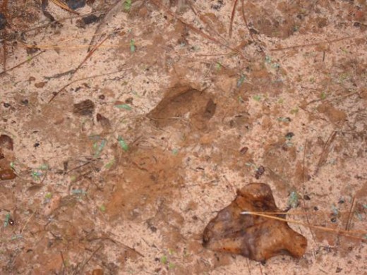 this track is from an older doe it has no dew claws at the back and the front toes are slightly rounded. Actually I've seen her and she's quite old