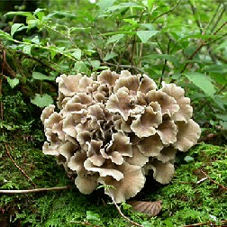 Maitake (Grifola Frondosa) Mushroom