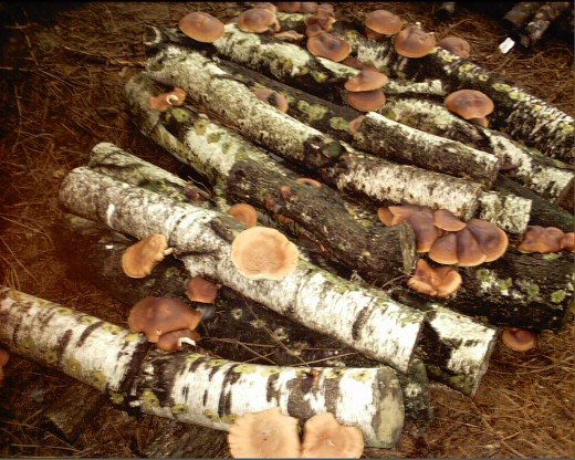 Shiitake (Lentinula Edodes) Mushroom
