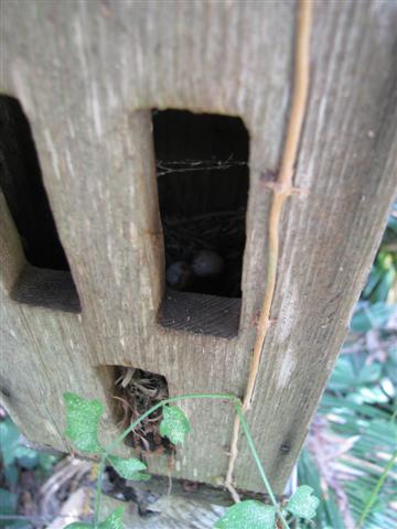 Two eggs did not hatch. I believe there were 6 eggs.