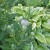 Tiny buds surprise! Tiny buds surprise!