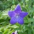 A regal flower. A regal flower.