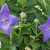 As soon as first blooms fade, new ones pop out. As soon as first blooms fade, new ones pop out.