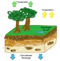 The Hydrologic Cycle: Water Evaporation and Transpiration