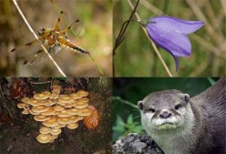 What is Biodiversity