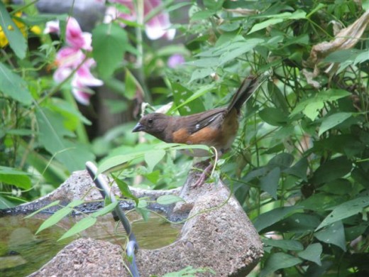 A female Eastern Towhee takes a drink during the drought.