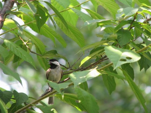 Young Carolina Chickadee panting in the heat as it waits its turn.