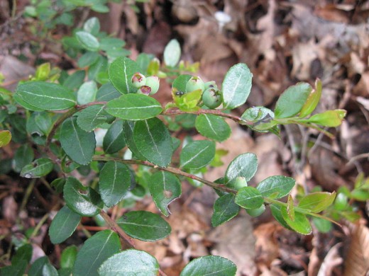 Box Huckleberry is an endangered species.