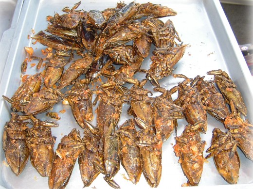 Giant water bugs are captured and deep fried to make an alleged tasty snack item in Asia.