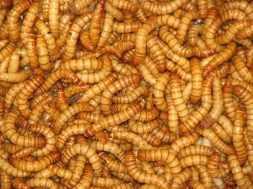 Mealworms are also readily available and easy to raise as food items.