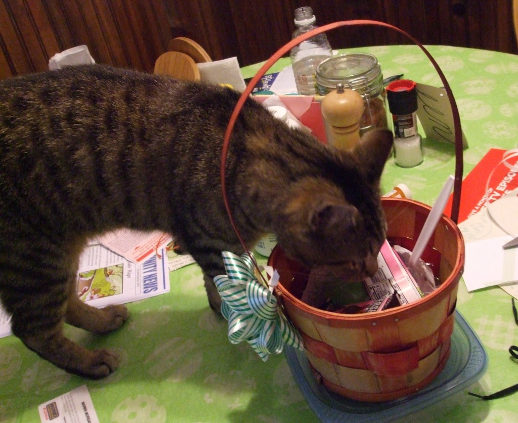 Funny Adventures in Cat Adoption, Part Six HubPages