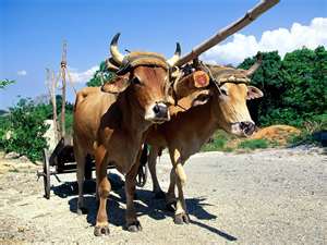 Oxen
