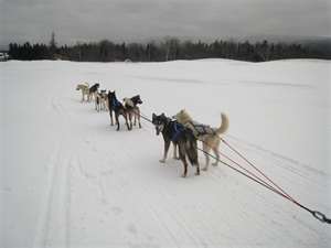 Dogs