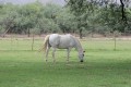 Laminitis in Horses - Treatment and Prevention