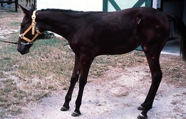 The stance adopted by a horse suffering from laminitis.