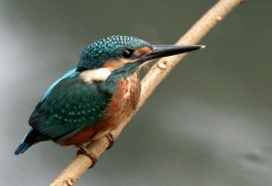 Kingfisher by Bard of Ely was in the YouBloom Music Awards
