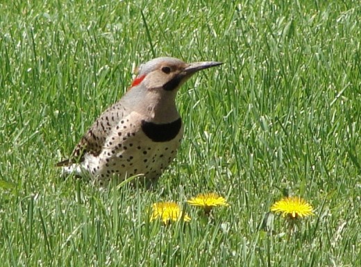 Here's a wonderful photo of a yellow-shafted flicker, similar to the mother flicker nesting in my backyard