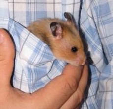 Title: Syrian Hamster in the Pocket ~ License sxu license ~ Photographer jaaro ~ everystockphoto.com 