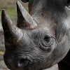 Gaming Rhinoceros profile image