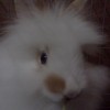 winniecarrot34 profile image