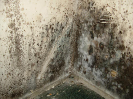Mould growing on walls, caused by dampness.