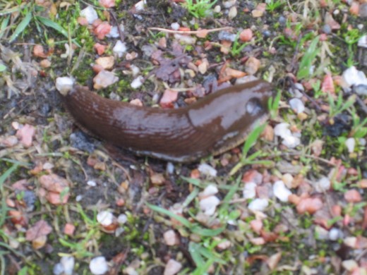 A spanish slug in my garden!