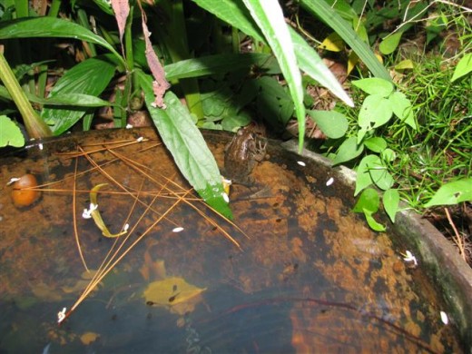 The tadpoles were about a week old, here.