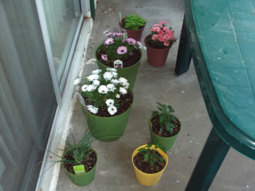 The convenience of potted plants is that you are able to arrange these however you like, whereas plants rooted in the ground are a bit more permanent.