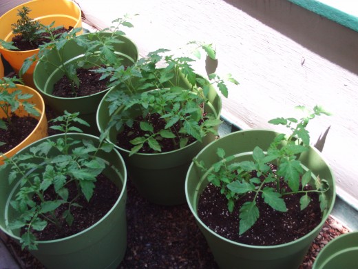 If you love tomatoes, then planting your own tomato plants is the way to go.