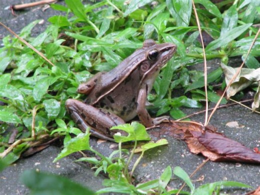 Another of the adult Bronze frogs that live in the rain garden.