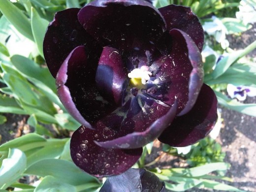 Black tulip.