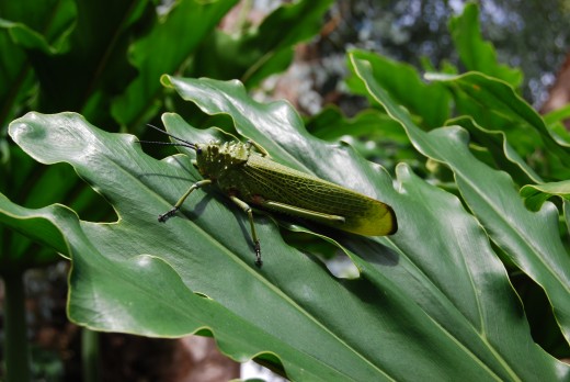 Green locust on a leaf