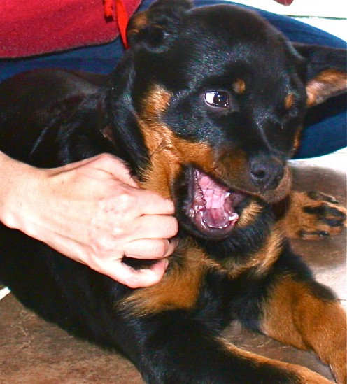 There were days when it seemed like nothing was working with our Rottweiler pup Ella, and then as if by magic, all the steps described below clicked, and by the time she turned 5 months old the chewing and biting were no longer a problem. 