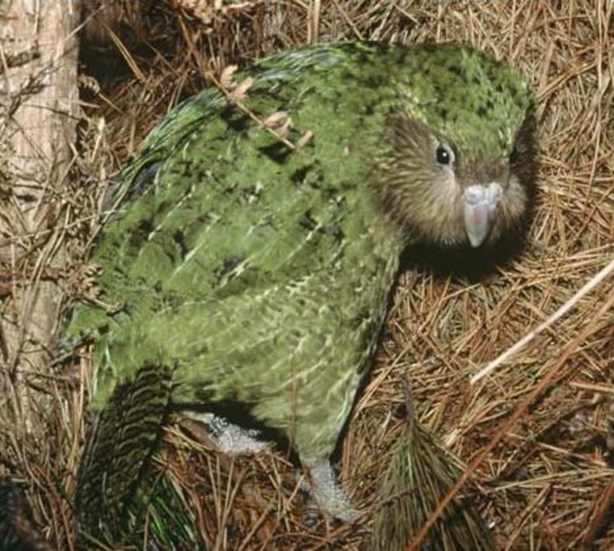 Kakapo عجیبترین موجودات