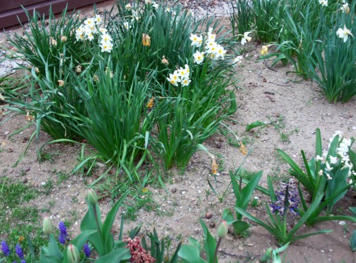 The narcissus daffodils in spring.