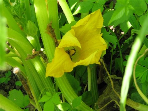 2-3 different kinds of bees are pollinating this Squash blossom.