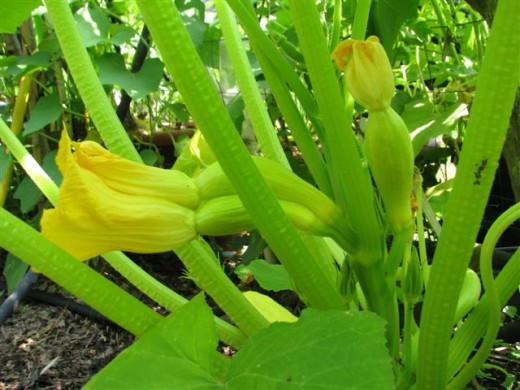 Our first yellow squash... and Siamese twins!