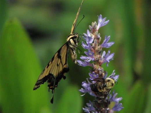 Pickerel Weed is used by Swallowtails and native Bumblebees.