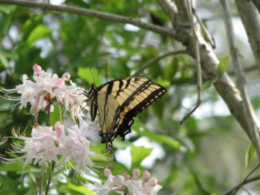 Native Azaleas like this Rhododendron canescens are used by butterflies and hummingbirds.
