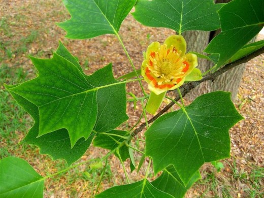 Tulip Tree, Liriodendron tulipifera has beautiful flowers.