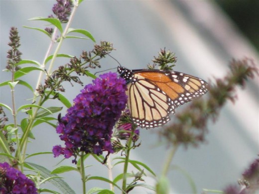 Butterfly Bush (Buddleia) is used by Monarchs, Swallowtails and other butterflies.