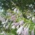 A Chorus of Hosta Blooms A Chorus of Hosta Blooms