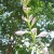 Bloom Stalks can Reach High Bloom Stalks can Reach High