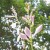 Joyously Reaching for the Sun Joyously Reaching for the Sun