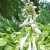Stacked Hosta Blooms Stacked Hosta Blooms